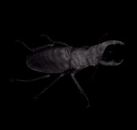 stagbeetle